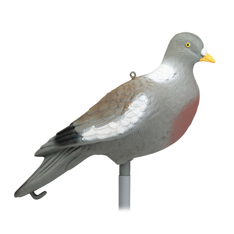 [7856922] Pigeon sans pattes